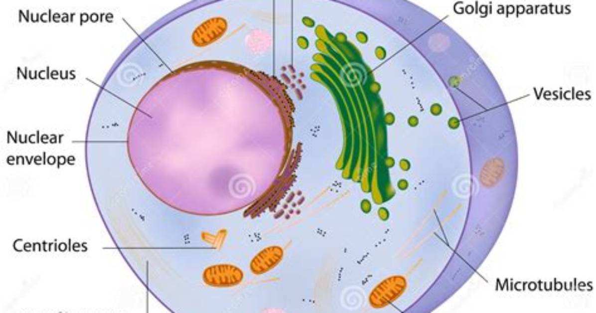 What Is a Typical Cells