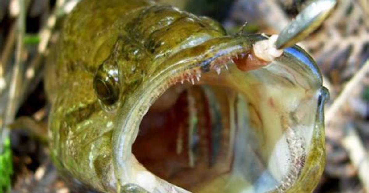 What Is a Voracious Fish?