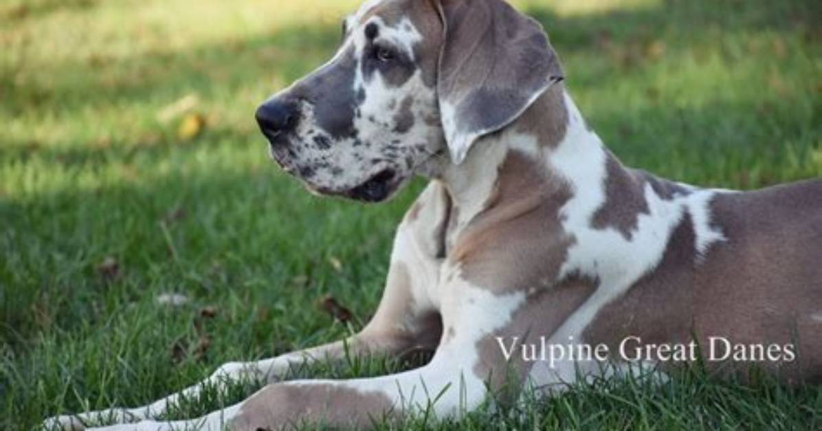 What Is a Vulpine Great Dane?