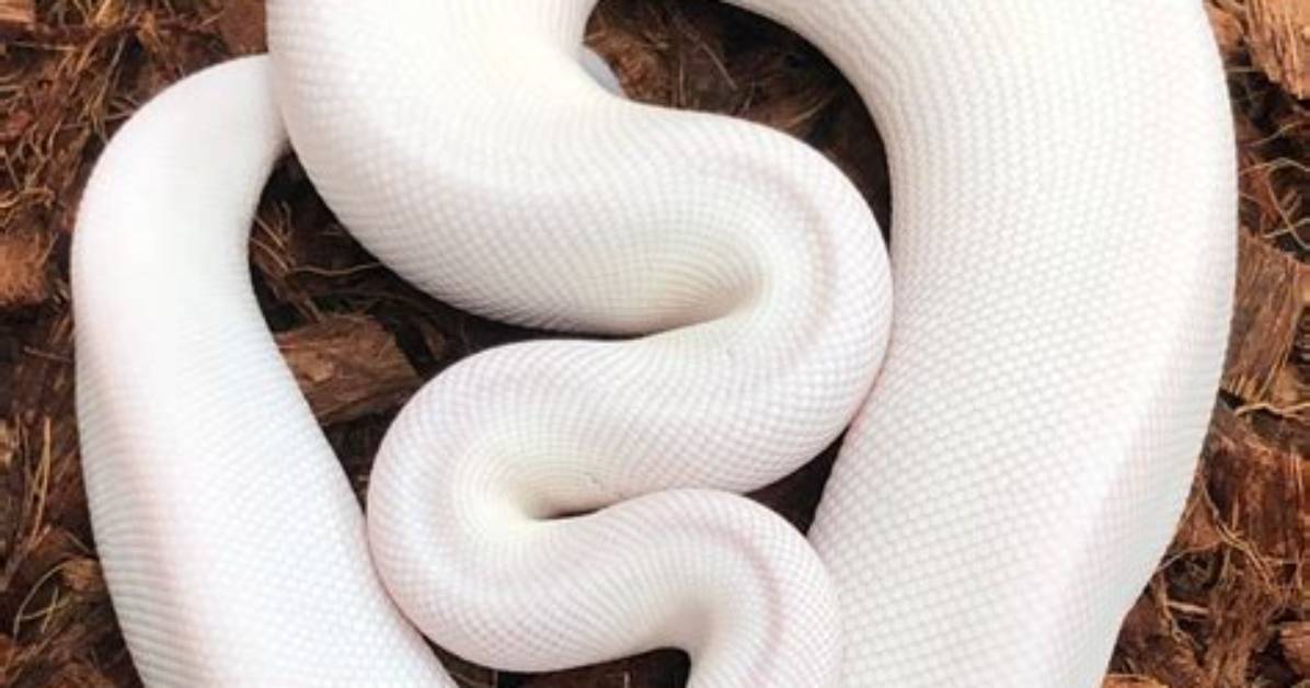 What Is a White Diamond Ball Python