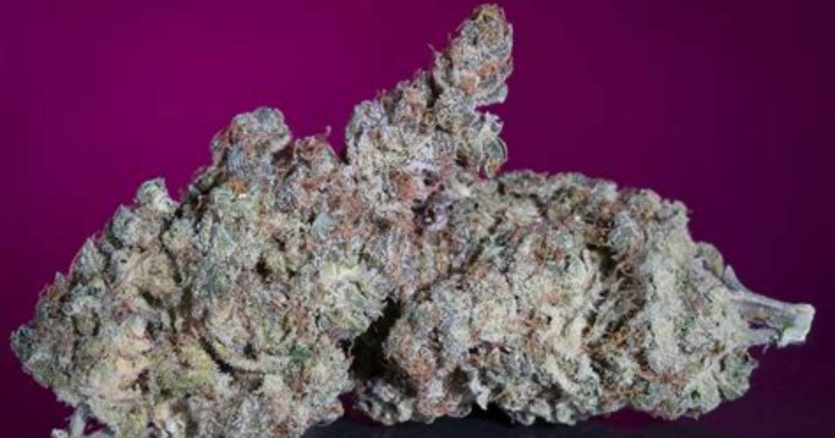 What Is a White Strain