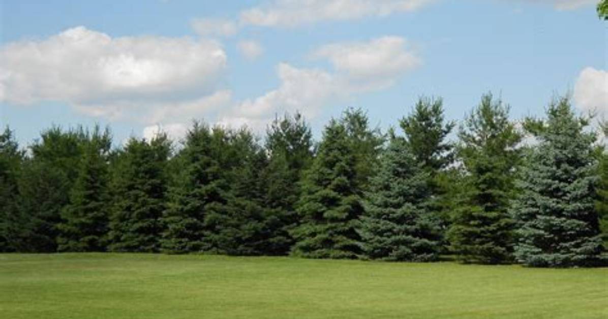 What Is a Windbreak Tree