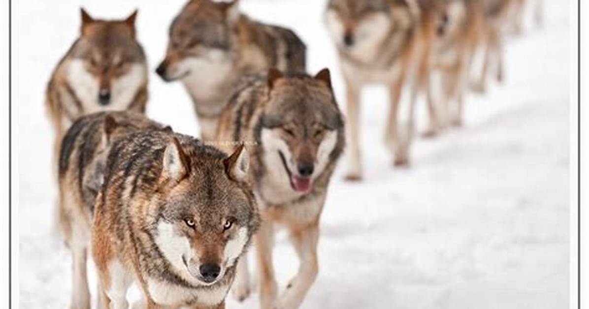 What Is a Wolf Leader Called?