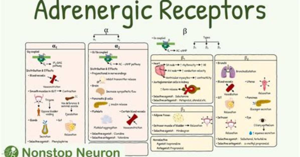 What Is Adrenergic Effect