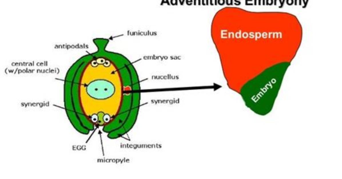 What Is Adventitious Embryony
