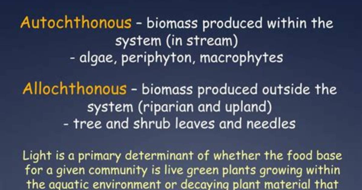 What Is Allochthonous Input?