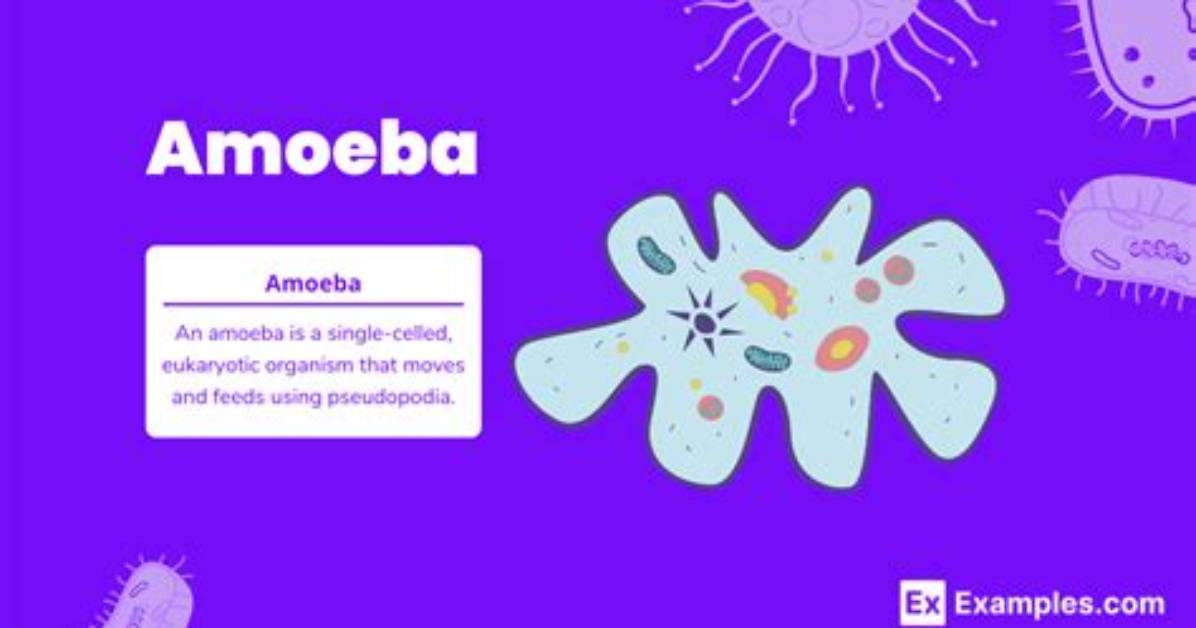 What Is Amoeba Definition?
