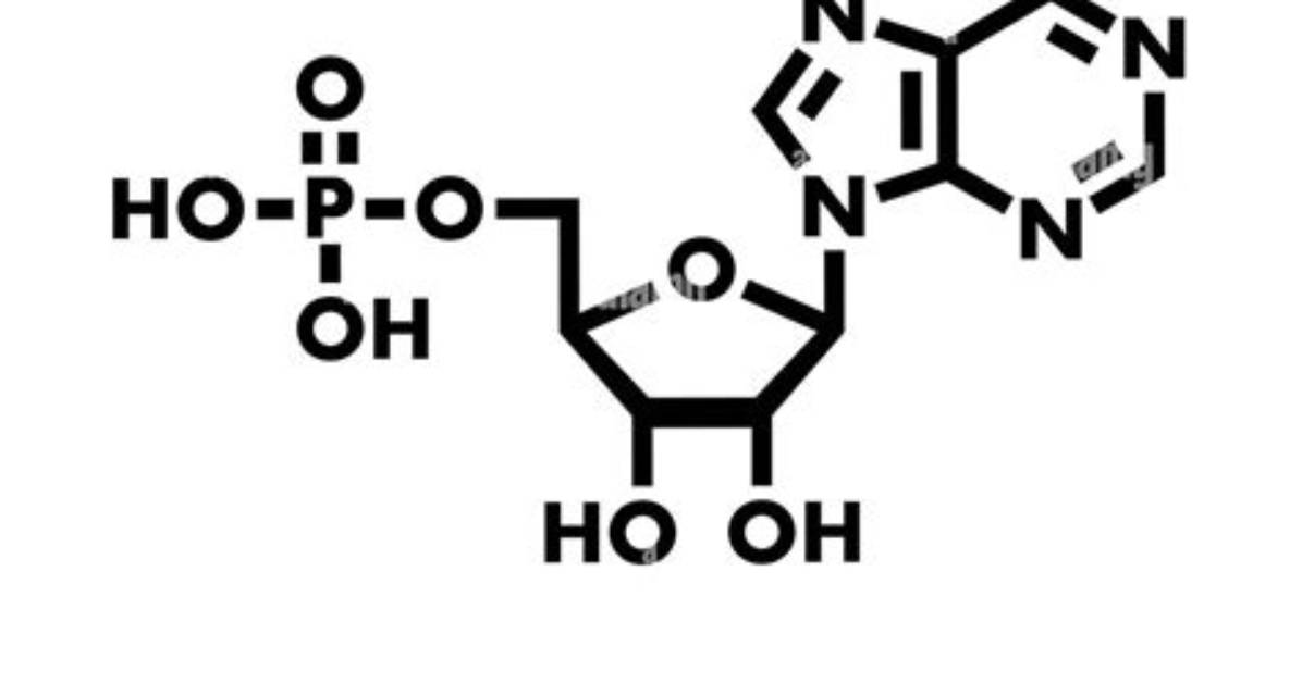 What Is Amp Molecule
