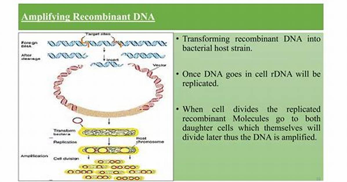 What Is Amplifying Dna?