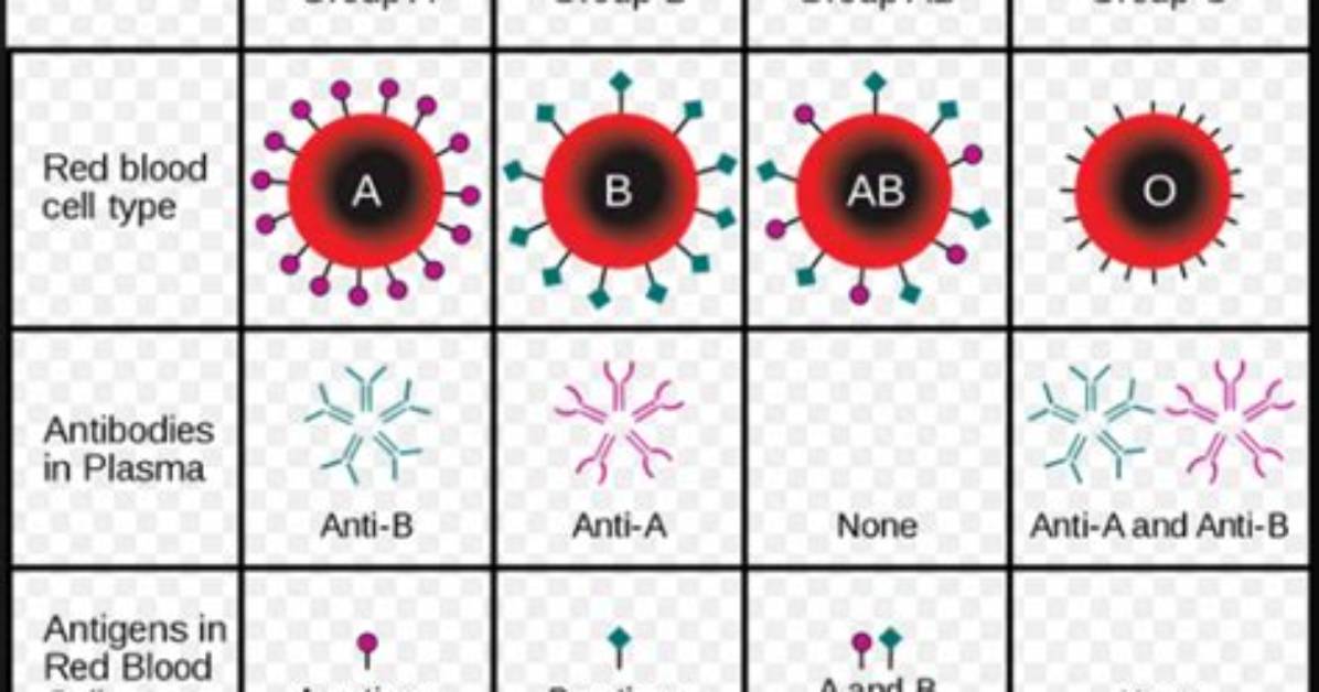 What Is an Abo Incompatibility?