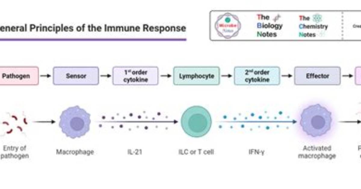 What Is an Active Immune Response