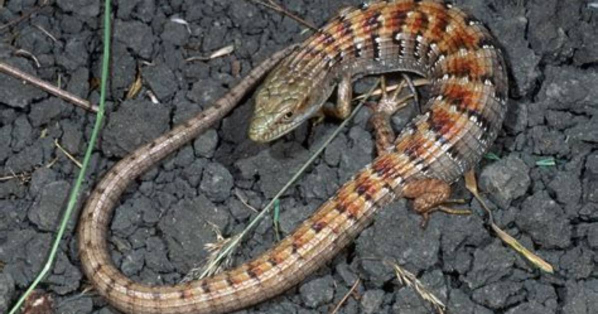What Is an Alligator Lizard