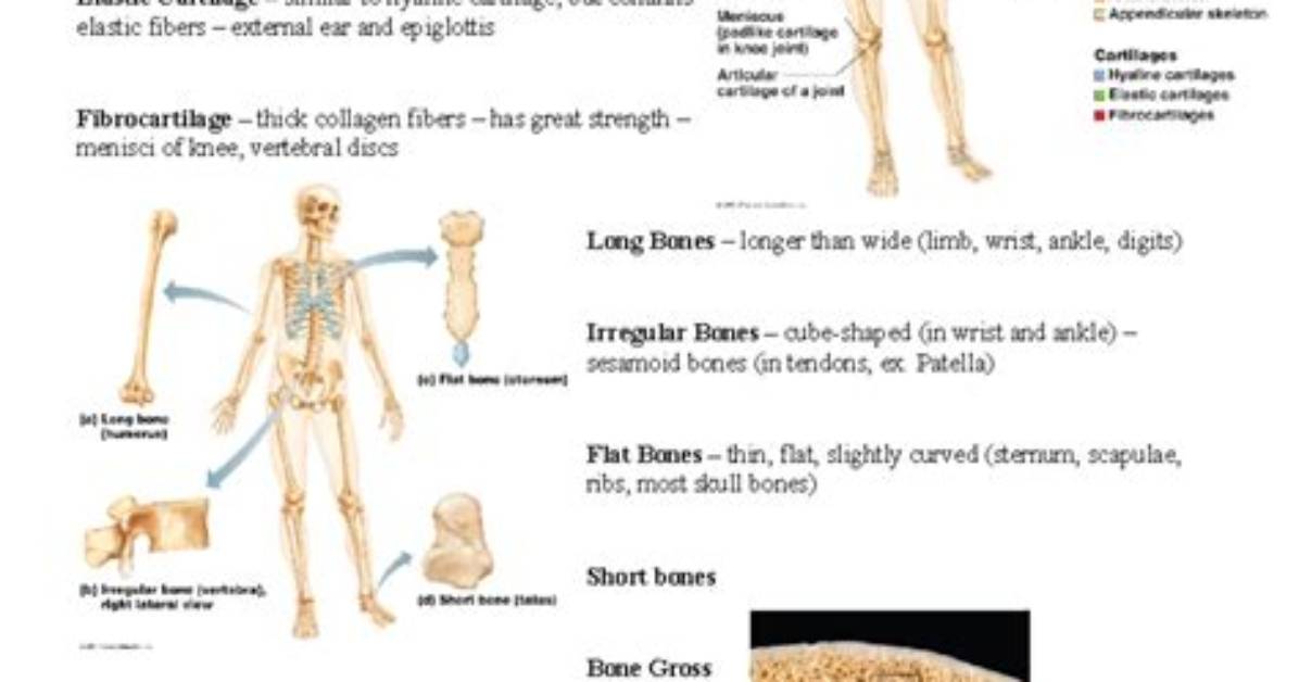 What Is an Anatomy Lab Practical