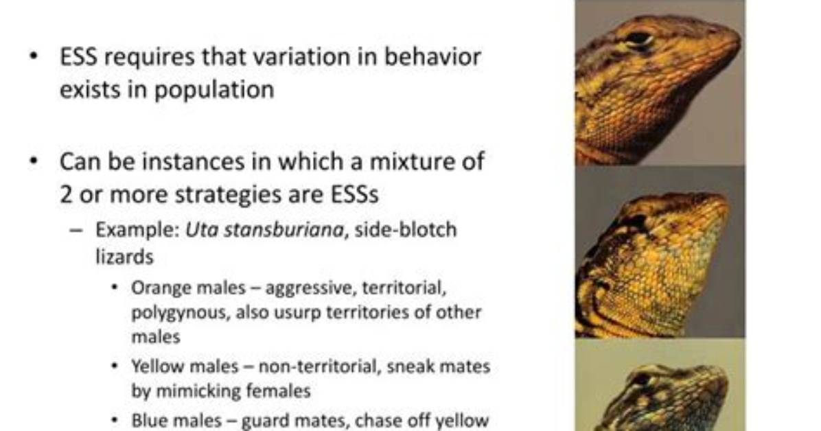 What Is an Evolutionarily Stable Strategy?