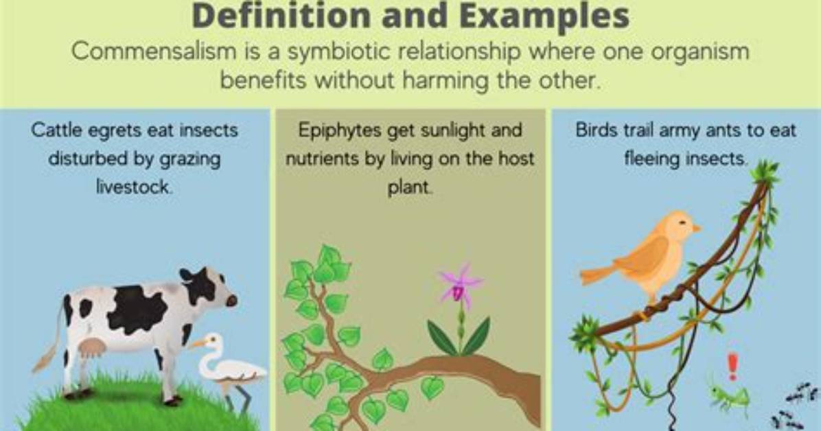 What Is an Example of Commensalism