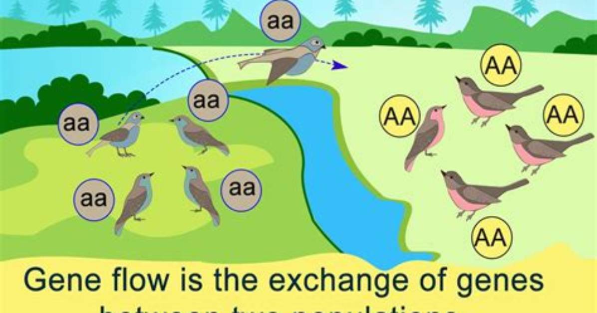 What Is an Example of Gene Flow?