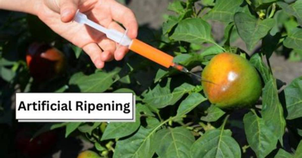 What Is Artificial Ripening