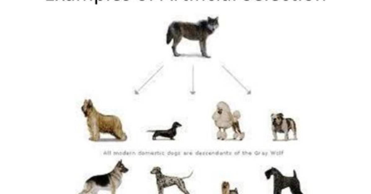 What Is Artificial Selection Examples