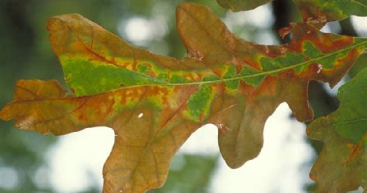 What Is Bacterial Leaf Scorch?