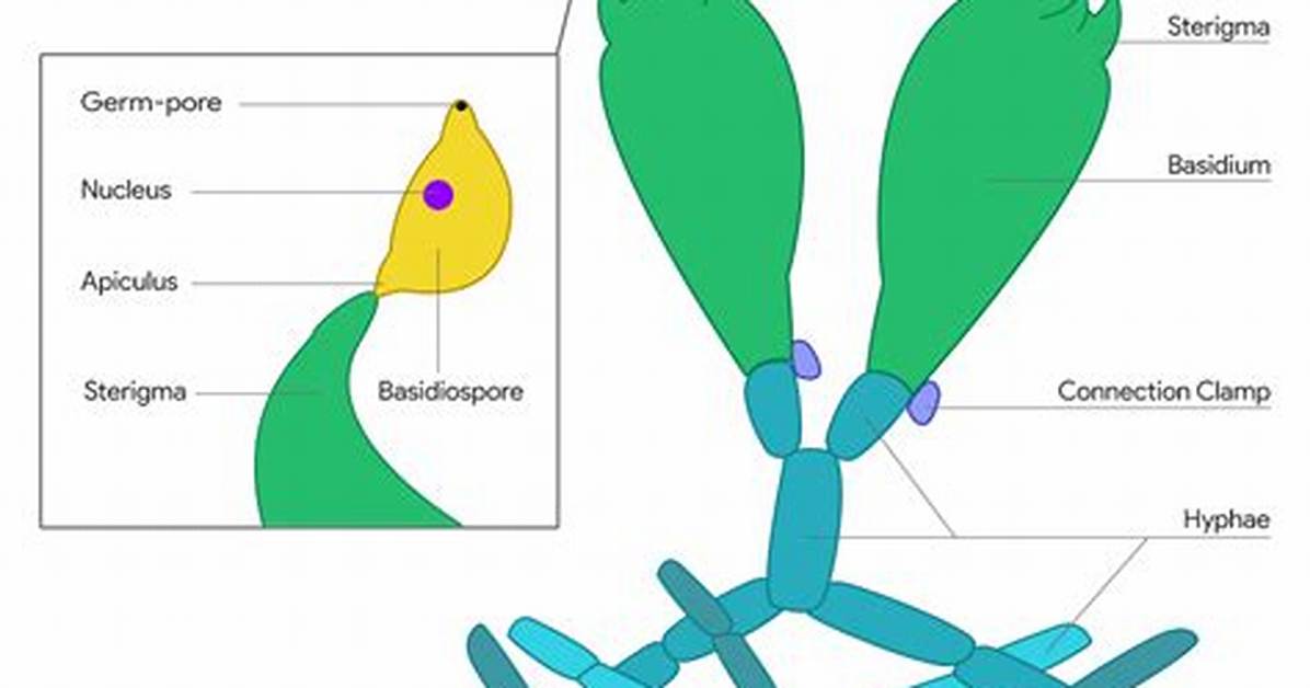 What Is Basidium and Basidiocarp?