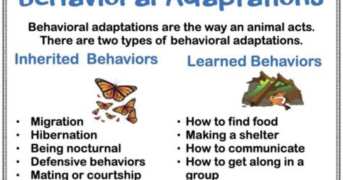 What Is Behavioral Adaptation - Lisbd-Net. Com