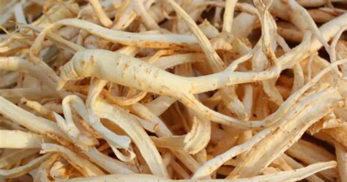 What Is Bellflower Root?