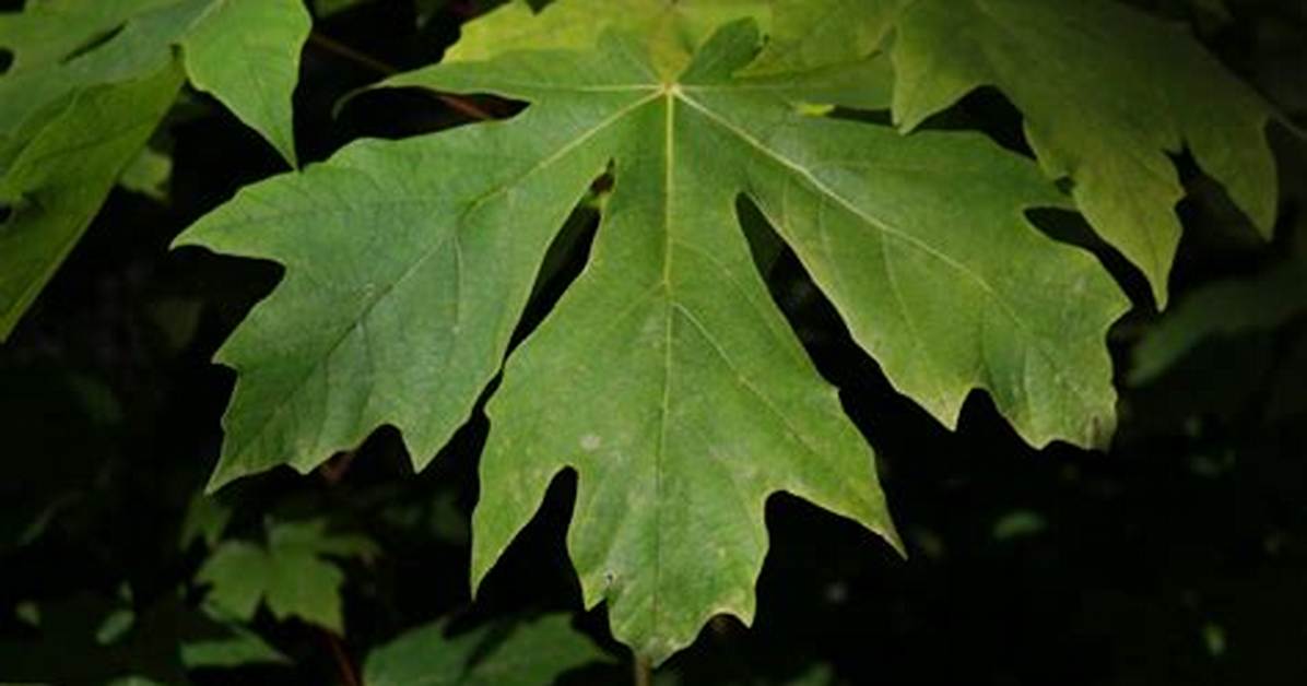 What Is Big Leaf Maple Used For