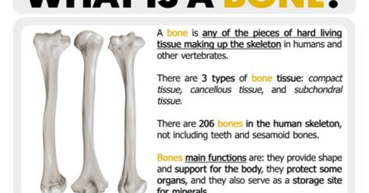 What Is Bone-Hard Definition?