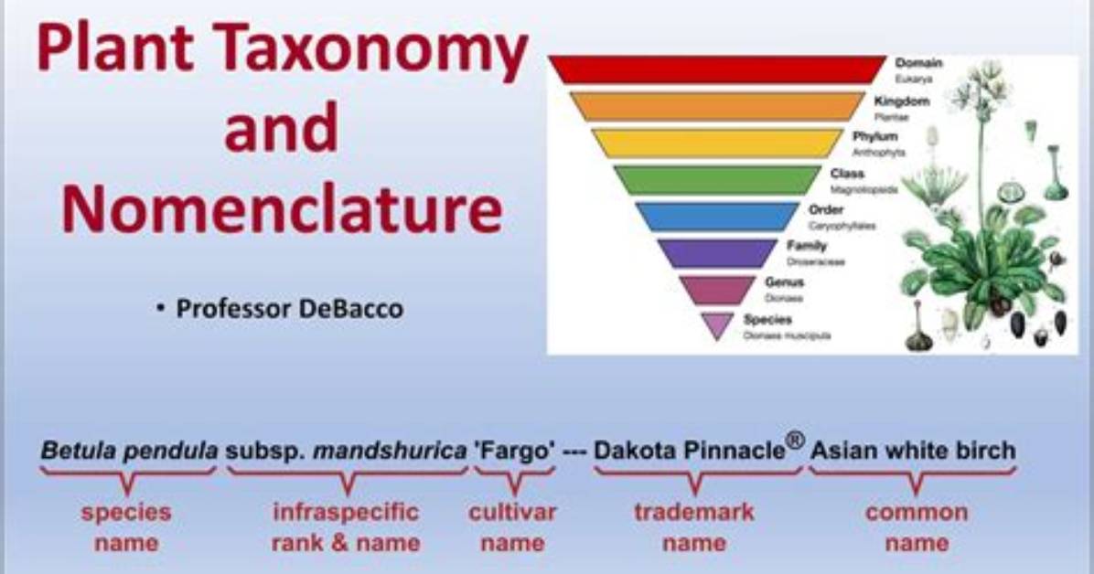 What Is Botanical System