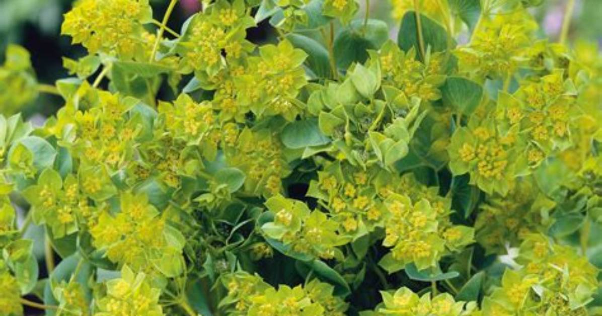 What Is Bupleurum Used for?