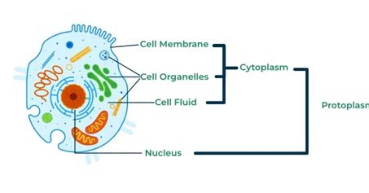 What Is Called Protoplasm?