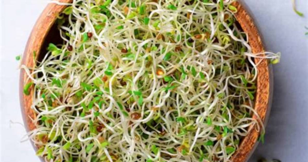 What Is Called Sprout