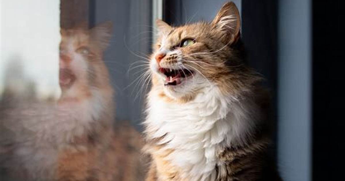 What Is Cat Chattering?