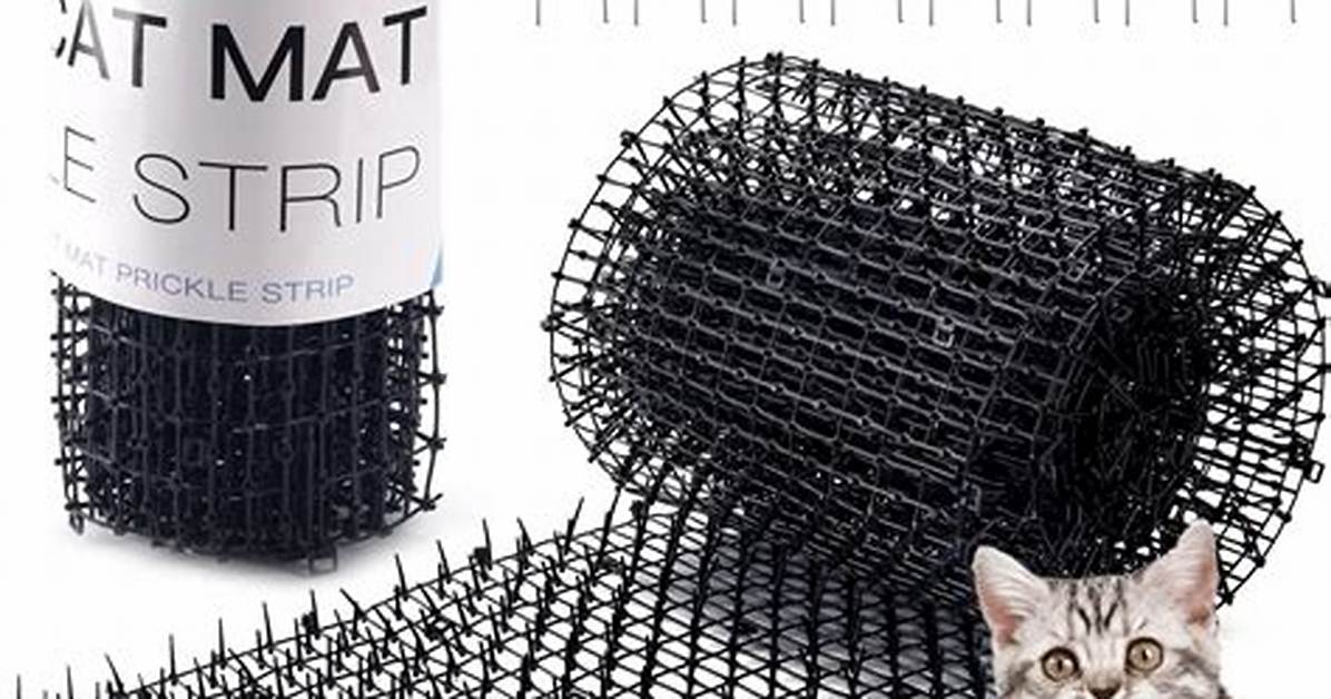 What Is Cat Scat