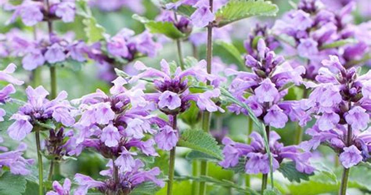 What Is Catmint Used For