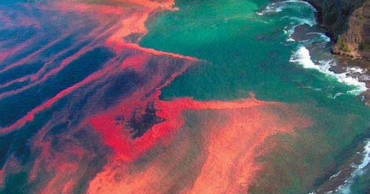What Is Causing the Red Tide in Florida?