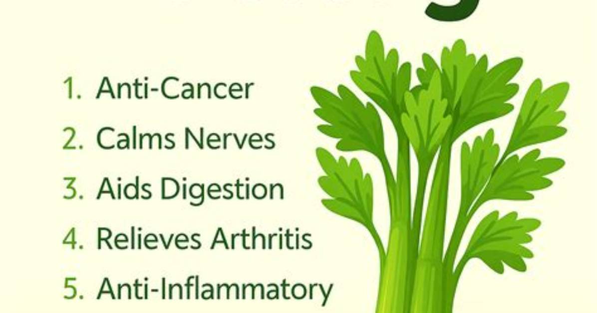 What Is Celery Good for?