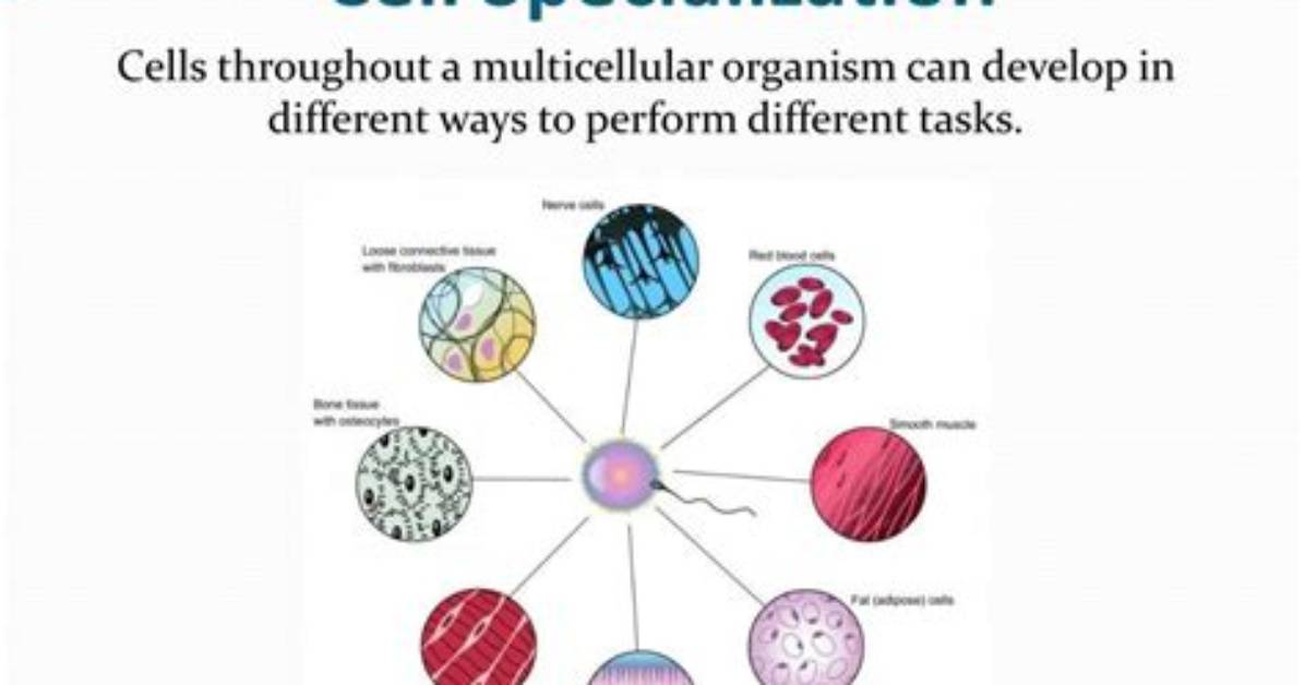 What Is Cell Specialization in a Multicellular Organism?