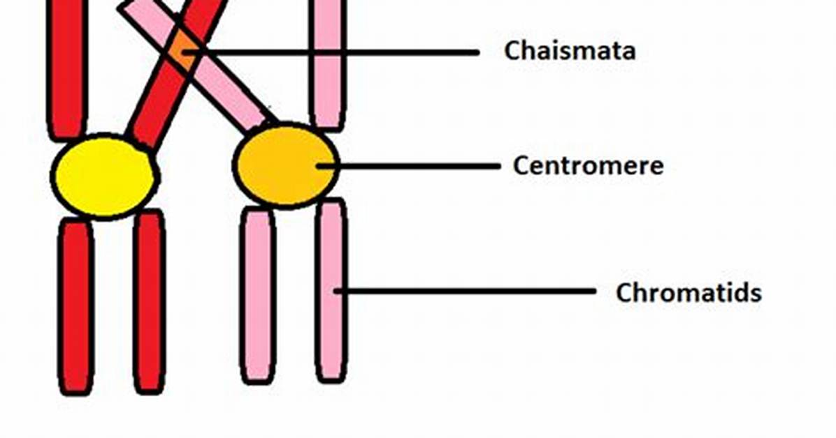 What Is Chiasmata Class 11?