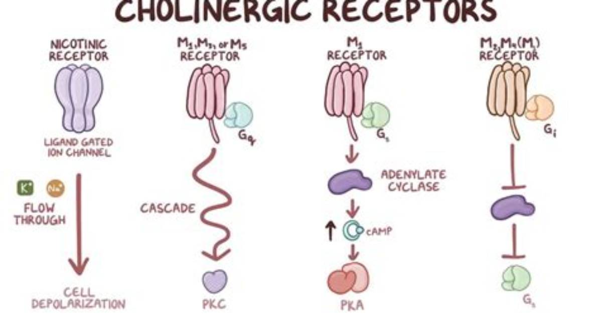 What Is Cholinergic Response