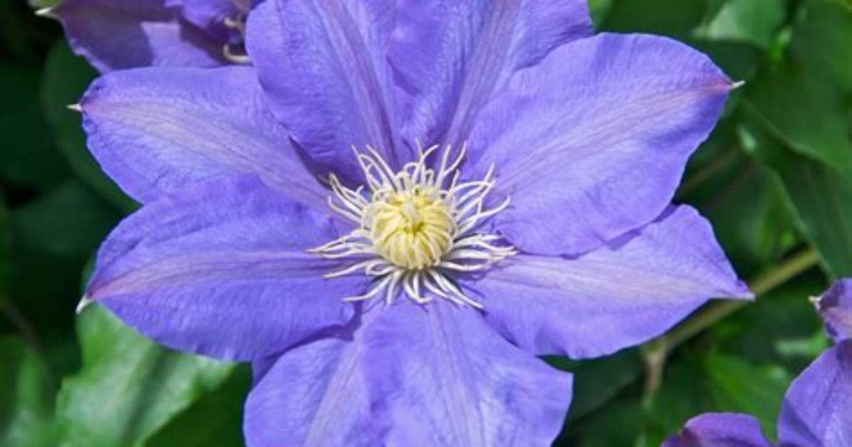 What Is Clematis Used for?
