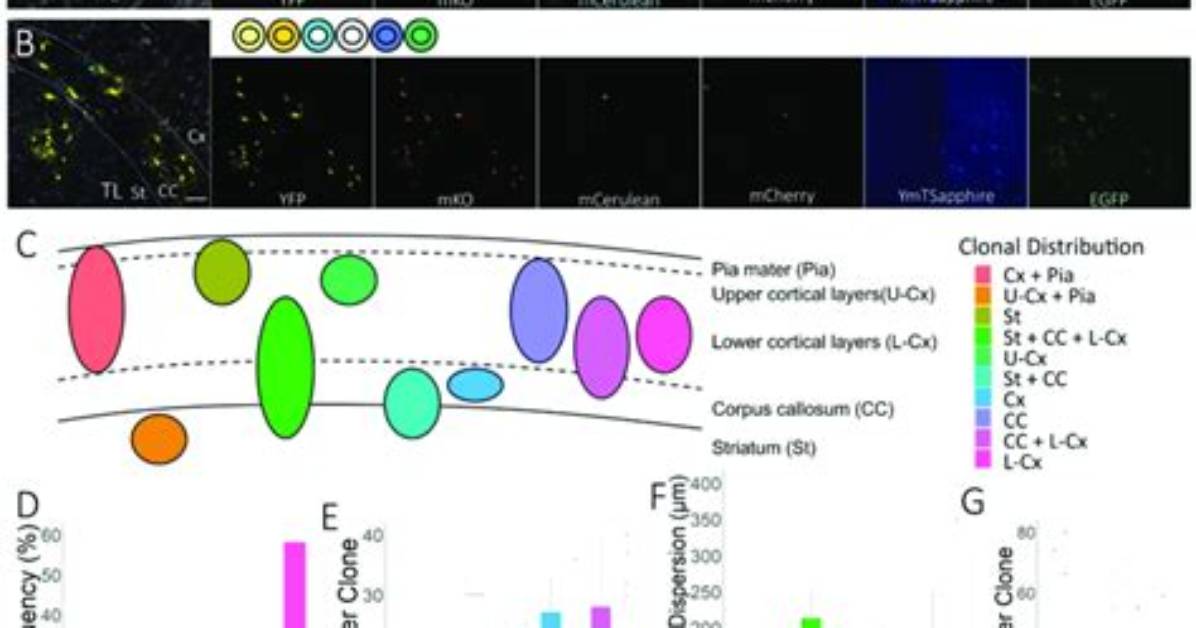 What Is Clonal Distribution