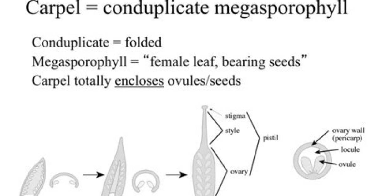What Is Conduplicate Carpel?