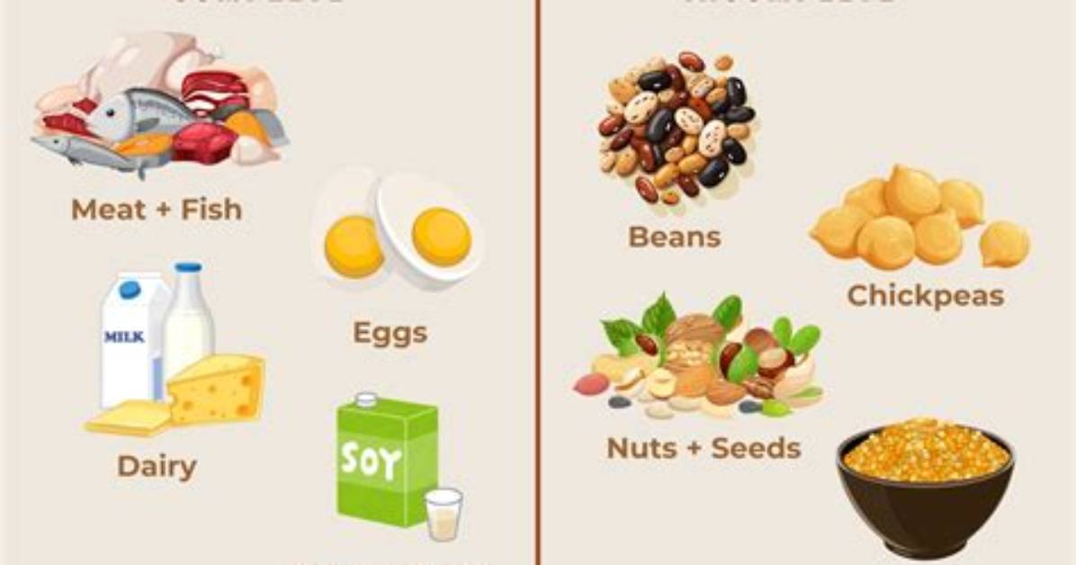 What Is Considered Protein? | Contextresponse. Com