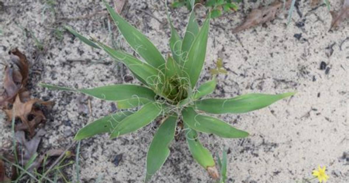 What Is Considered Subshrub?