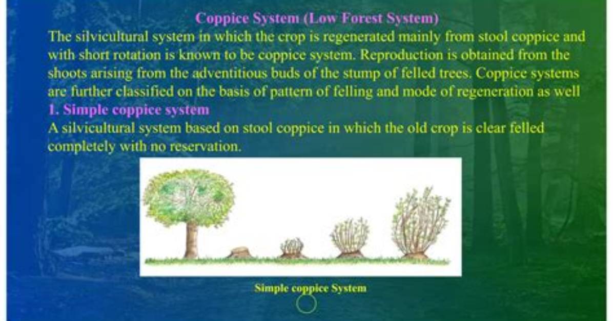 What Is Coppice System? | Contextresponse. Com