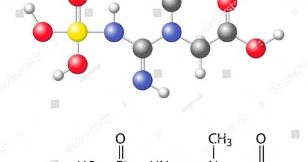What Is Creatine Phosphate?