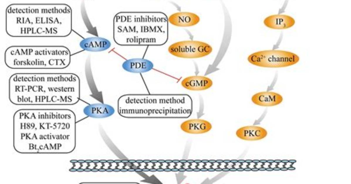 What Is Cyclic Amp Pathway
