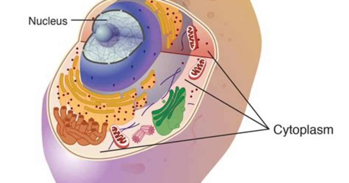What Is Cytoplasm Structure? | Contextresponse. Com