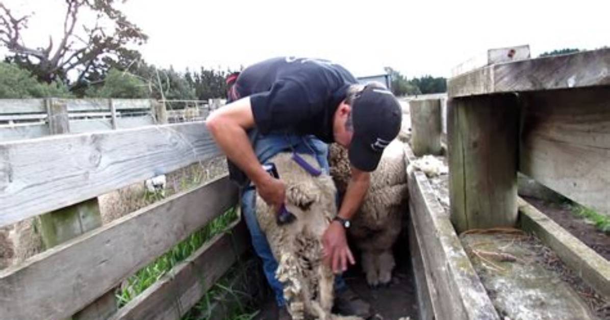 What Is Dagging Sheep?